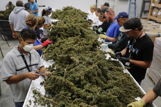 미국 콜로라도주 마리화나 재배 농장 노동자들. /사진=AP, 뉴시스.