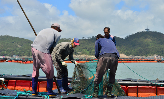 지난해 8월 19호 태풍 '솔릭'으로 피해를 입은 전남 완도군 어민들이 전복양식장을 정비하는 모습. /사진=뉴시스
