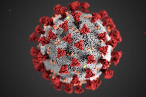 코로나 바이러스 스파이크 단백질 입체구조. /사진=미국질병통제예방센터(CDC).