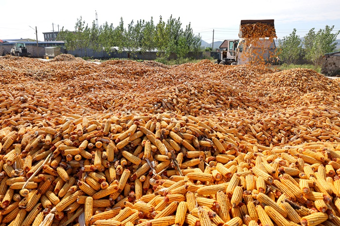 중국 농부의 옥수수 농사. /사진=신화통신, 뉴시스