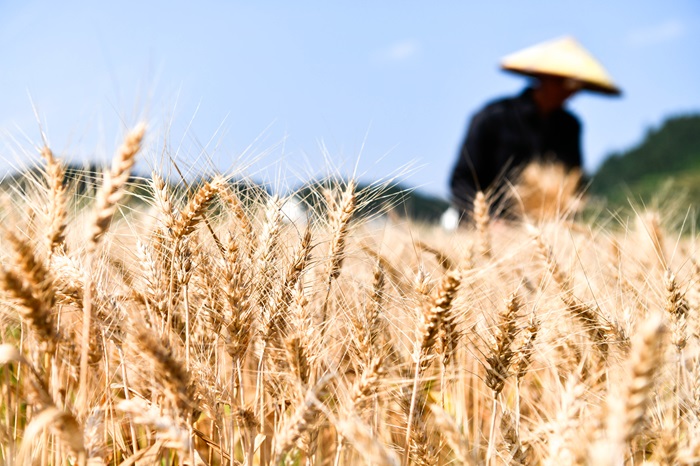 중국 농부의 밀 농사. /사진=신화통신, 뉴시스